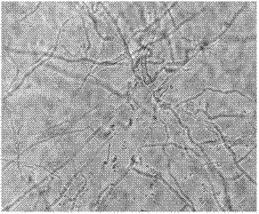 Technology for processing indissolvable and nondegradable organic waste gas by integrated composite organisms