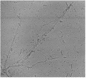 Technology for processing indissolvable and nondegradable organic waste gas by integrated composite organisms