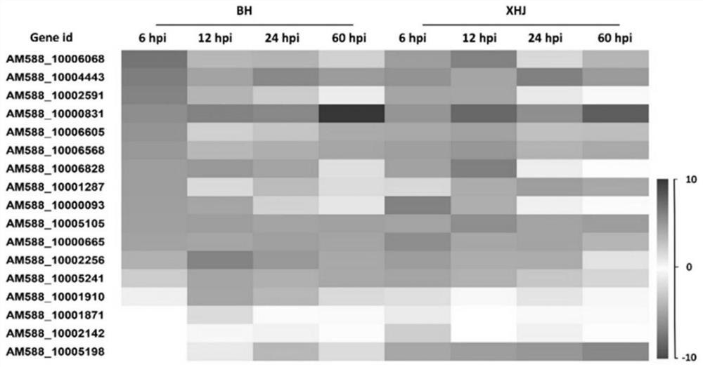 Phytophthora parasitica avirulence gene PnAvr8, encoding protein and application thereof