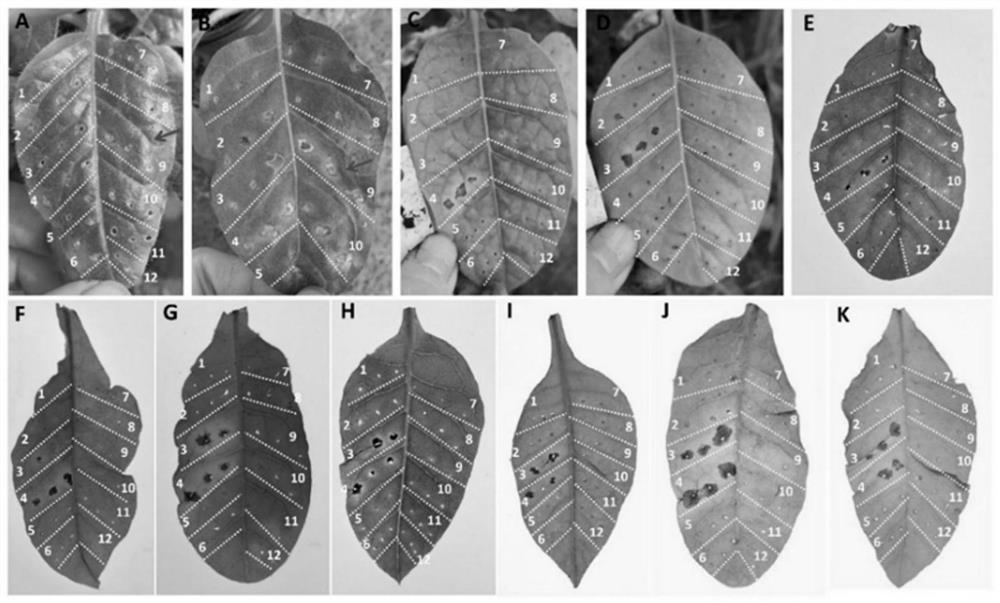 Phytophthora parasitica avirulence gene PnAvr8, encoding protein and application thereof