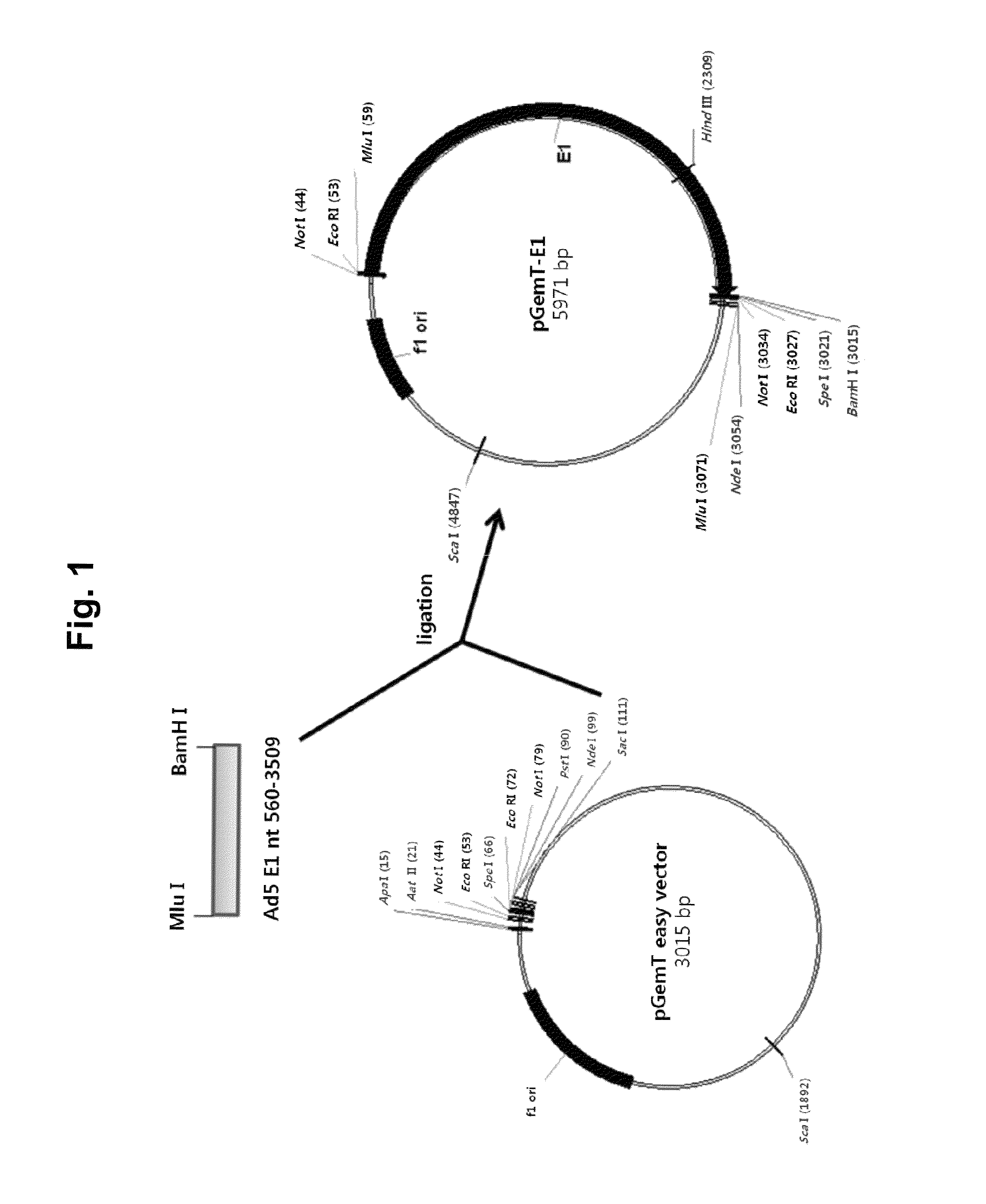 Adenovirus producing novel cell line and the use thereof