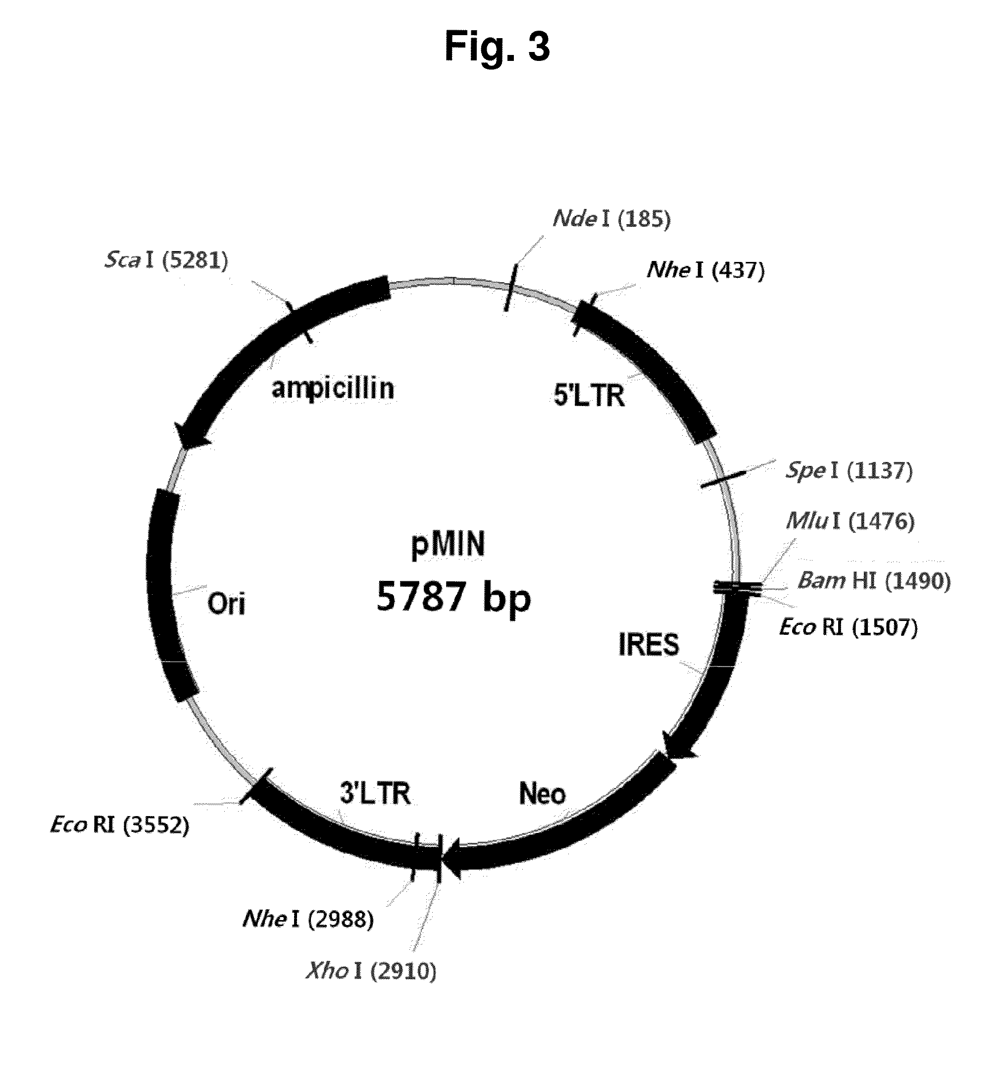 Adenovirus producing novel cell line and the use thereof