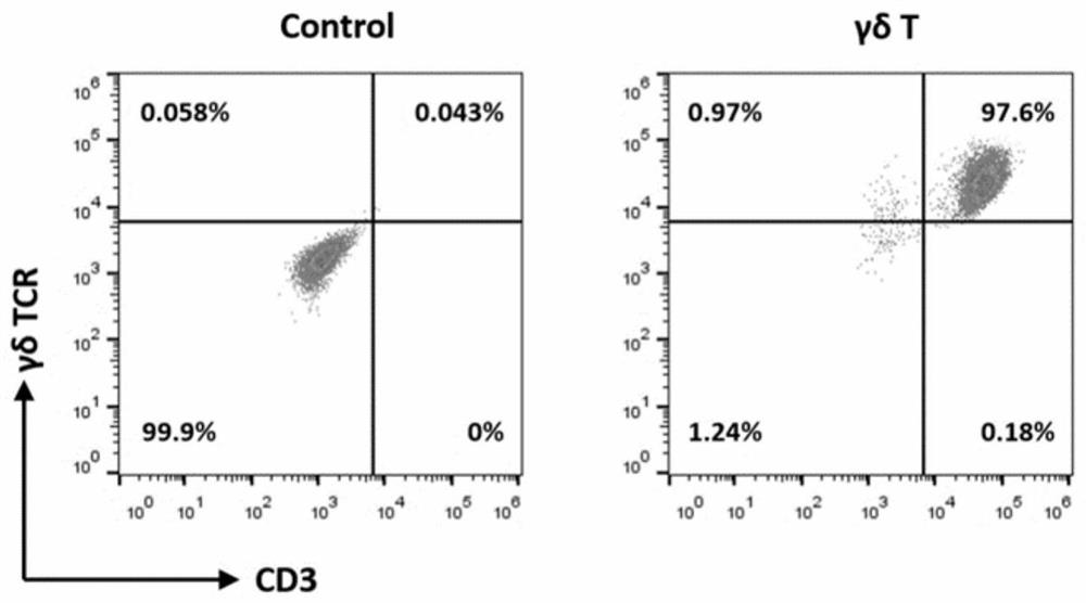 Preparation and amplification method and application of gamma delta T cell