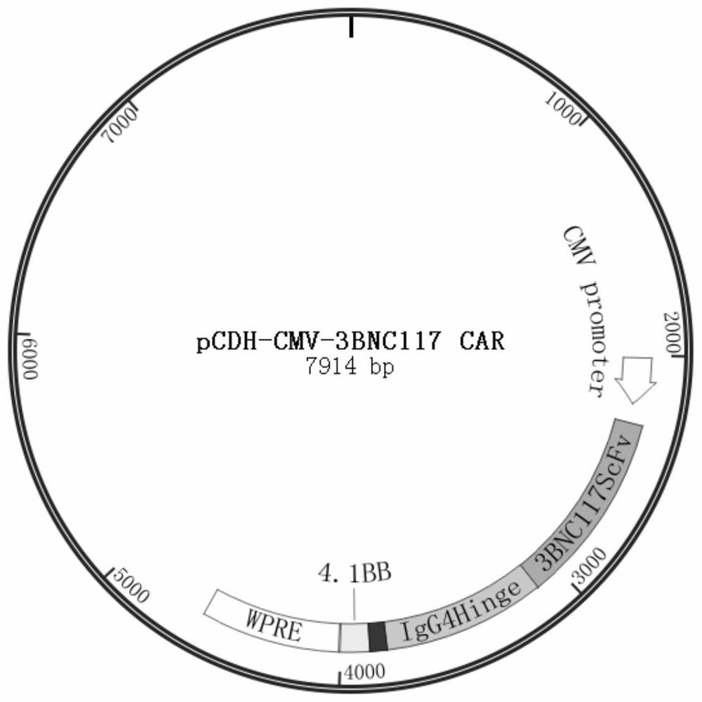 Preparation and amplification method and application of gamma delta T cell