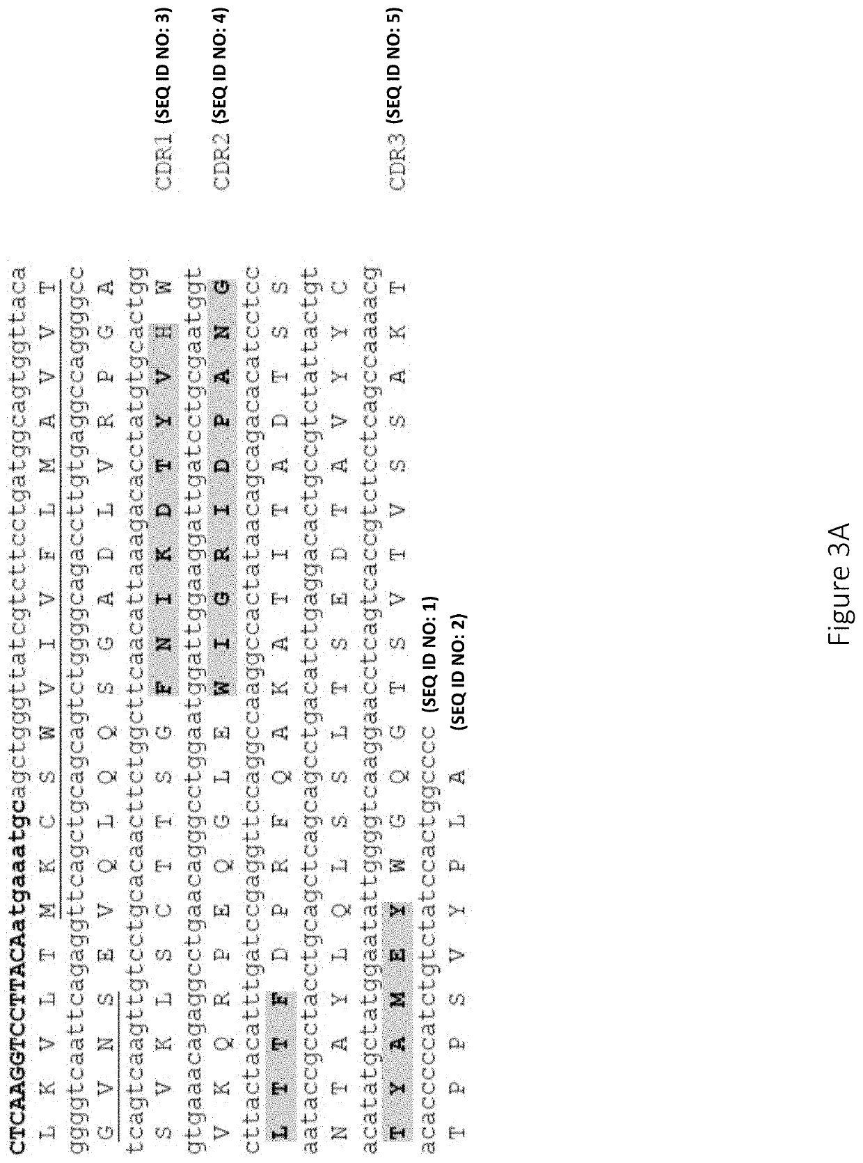 Anti-factor d antibodies and uses thereof