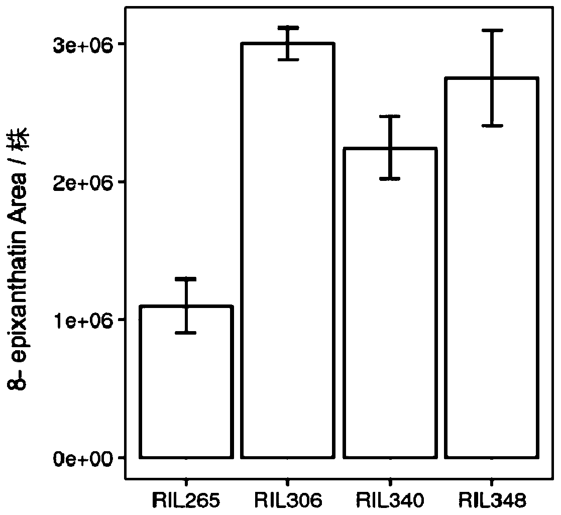 Method for efficiently collecting and purifying Orobanchecumana germination stimuli by using mist culture and solid-phase extraction technologies