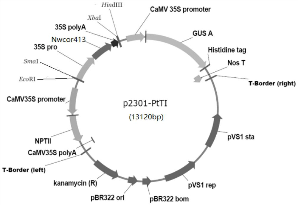 Nepenthes wcor413-like protein and its application