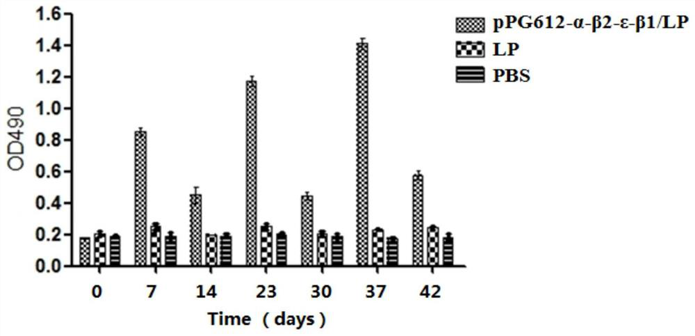 A recombinant lactobacillus that simultaneously expresses Clostridium perfringens α, β2, ε, β1 exotoxin and its construction method and application