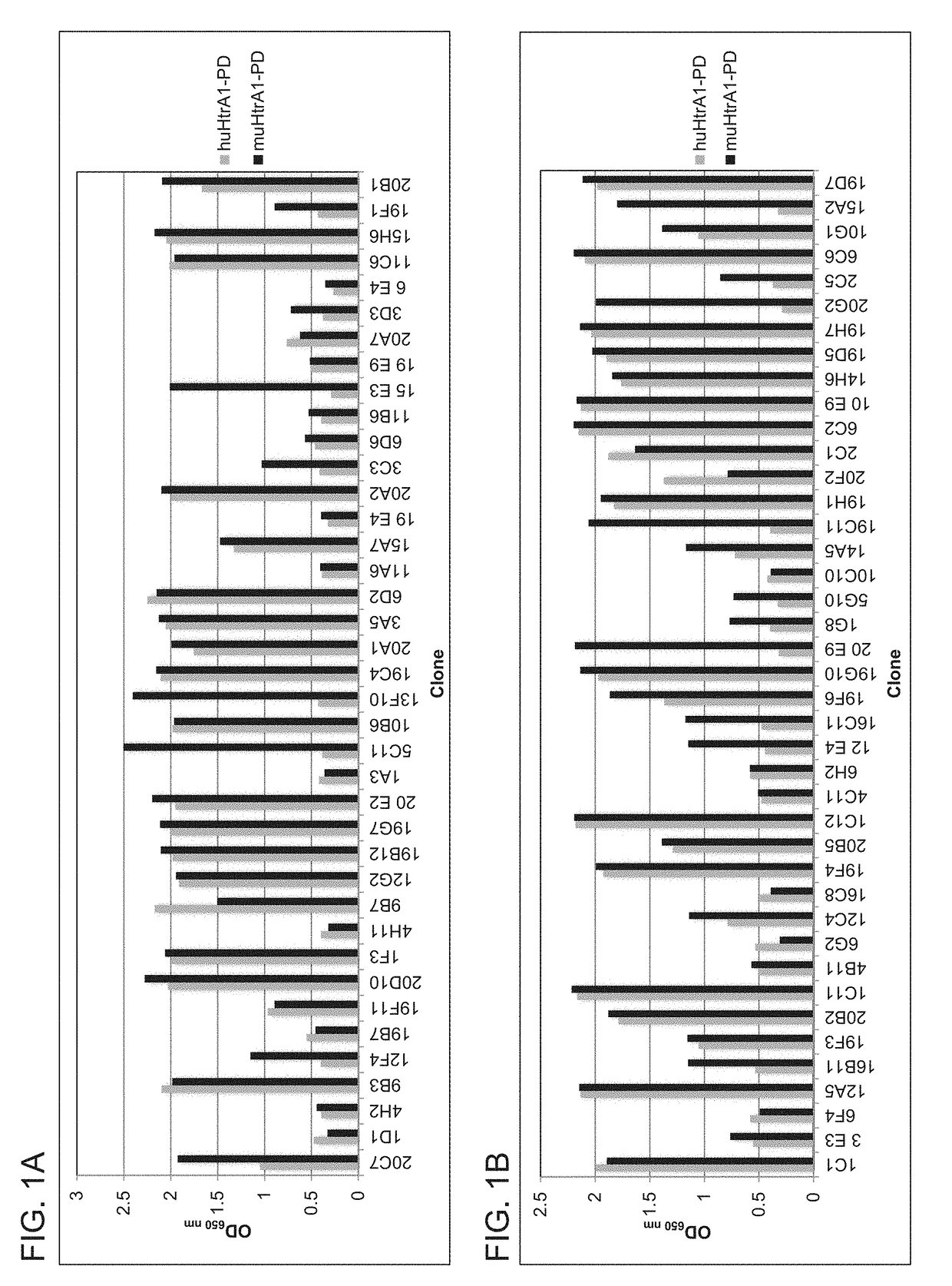 ANTI-HtrA1 ANTIBODIES AND METHODS OF USE THEREOF