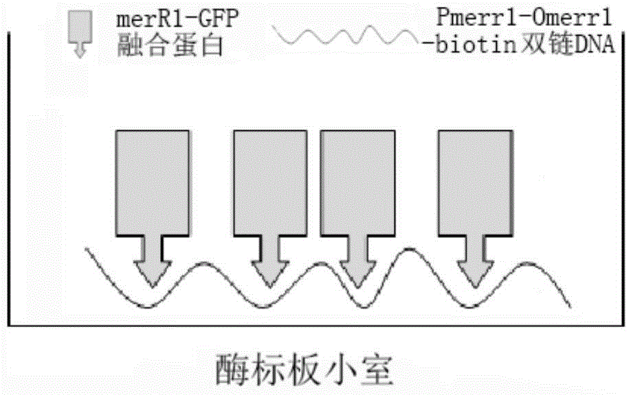 A mercury ion detection method and detection device