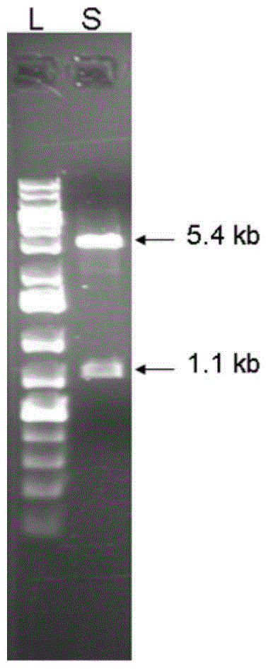 A mercury ion detection method and detection device