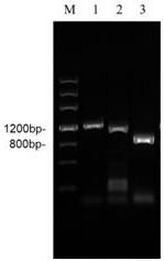 Cordyceps militaris fibrinoclase as well as preparation method and application thereof