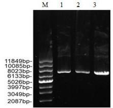 Cordyceps militaris fibrinoclase as well as preparation method and application thereof