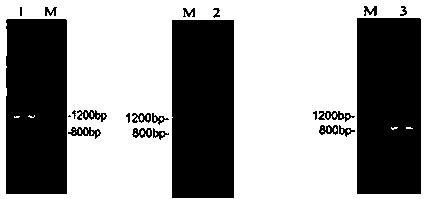 Cordyceps militaris fibrinoclase as well as preparation method and application thereof