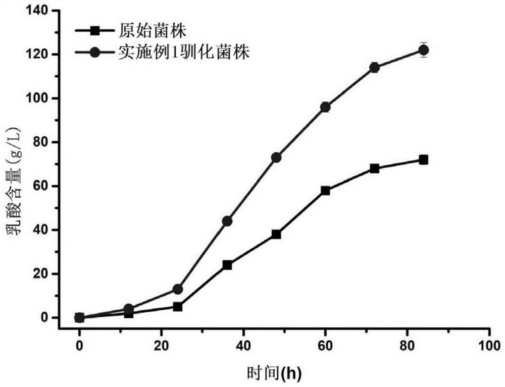 Method for domesticating rhizopus oryzae and method for producing lactic acid