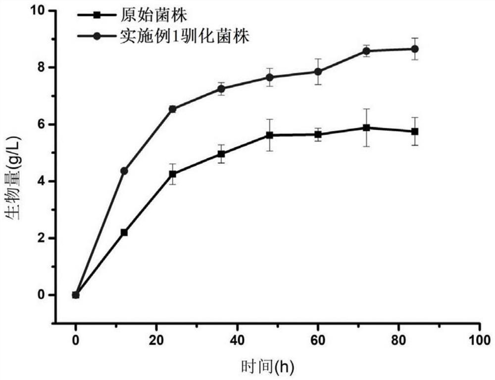 Method for domesticating rhizopus oryzae and method for producing lactic acid