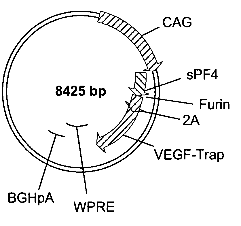 Compositions and methods for enhanced expression of recombinant polypeptides from a single vector using a peptide cleavage site