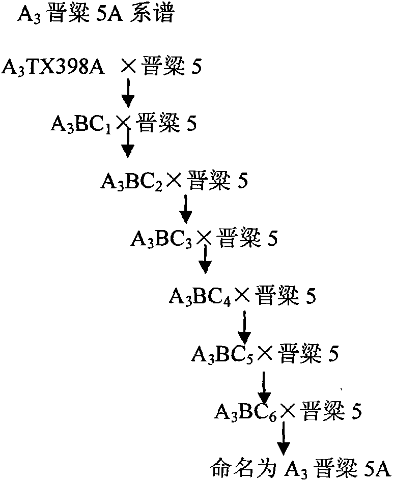 Seed selection method of sorghum A3 cytoplasmic male sterile line