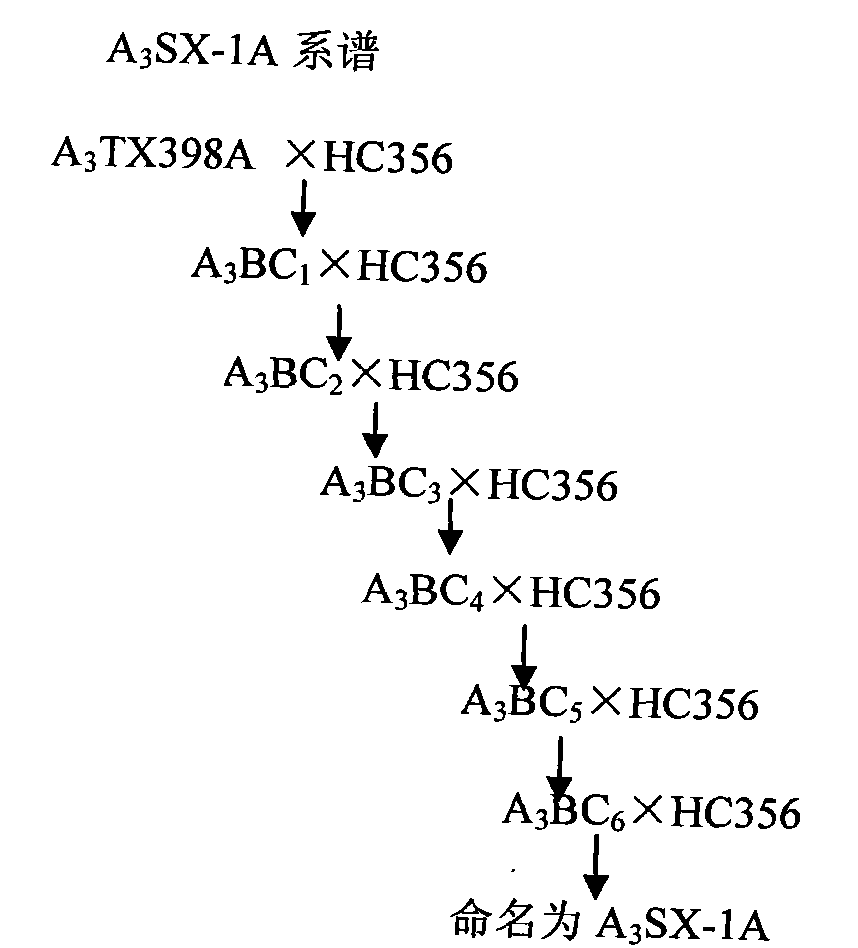 Seed selection method of sorghum A3 cytoplasmic male sterile line