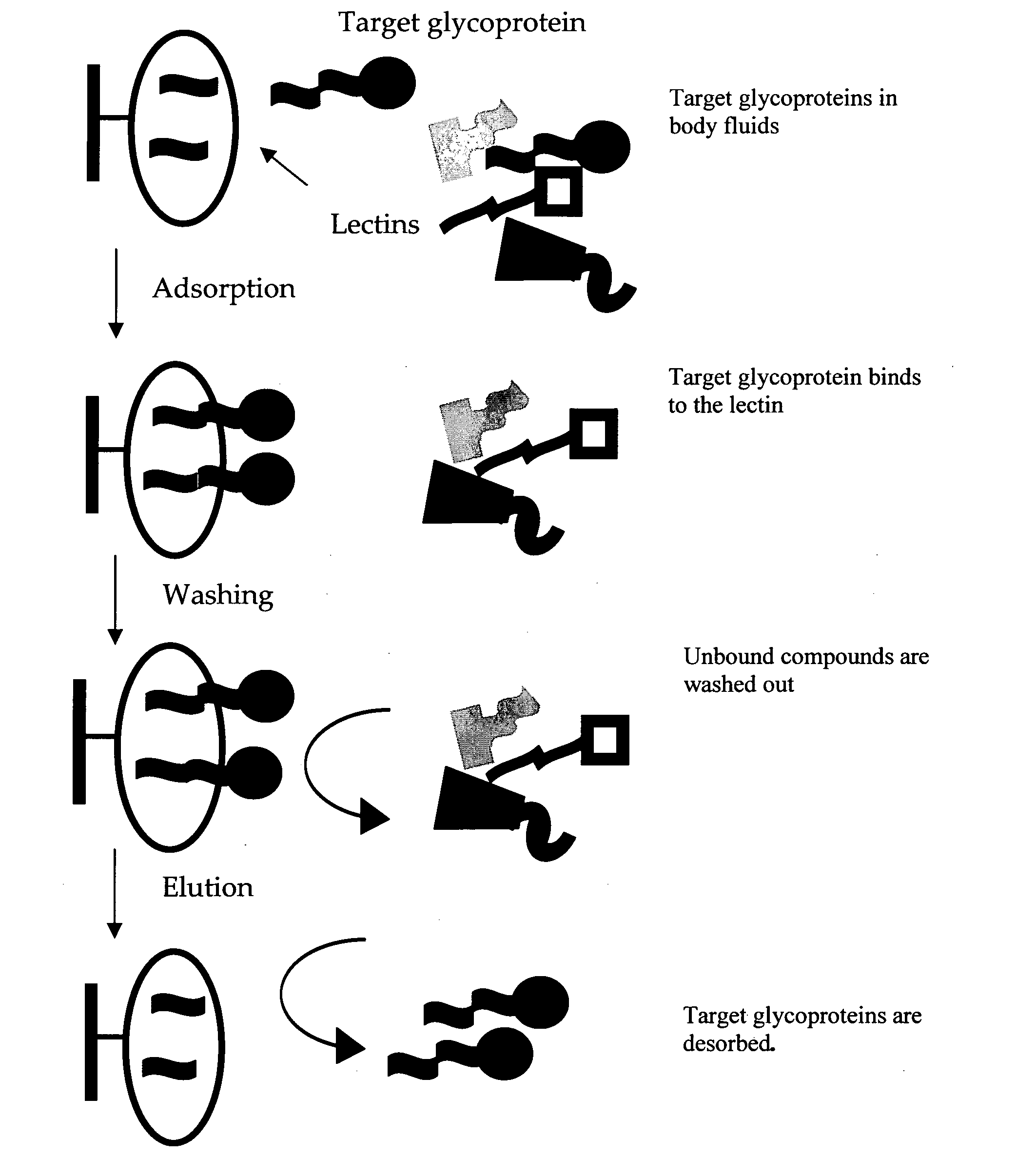 Methods for screening for therapeutic molecules and use of the molecules therefrom