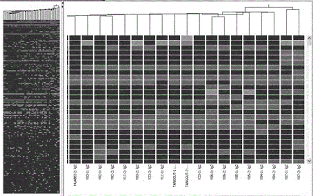 Building method for rhubarb medicinal material trueness/falseness and species prediction model