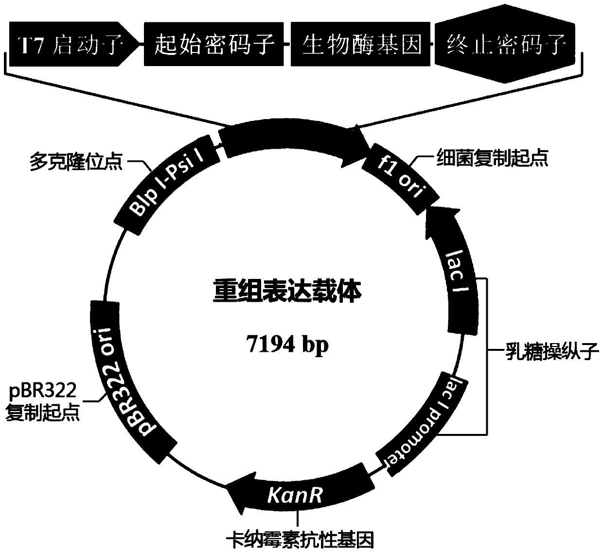 The gene encoding the biosynthetic enzyme of glucodipeptide and its application