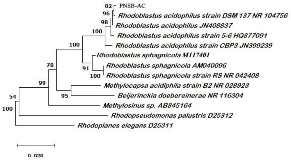 Foliar bacterial fertilizer for solanaceae fruits and vegetables and monocotyledonous crops as well as preparation method and application thereof