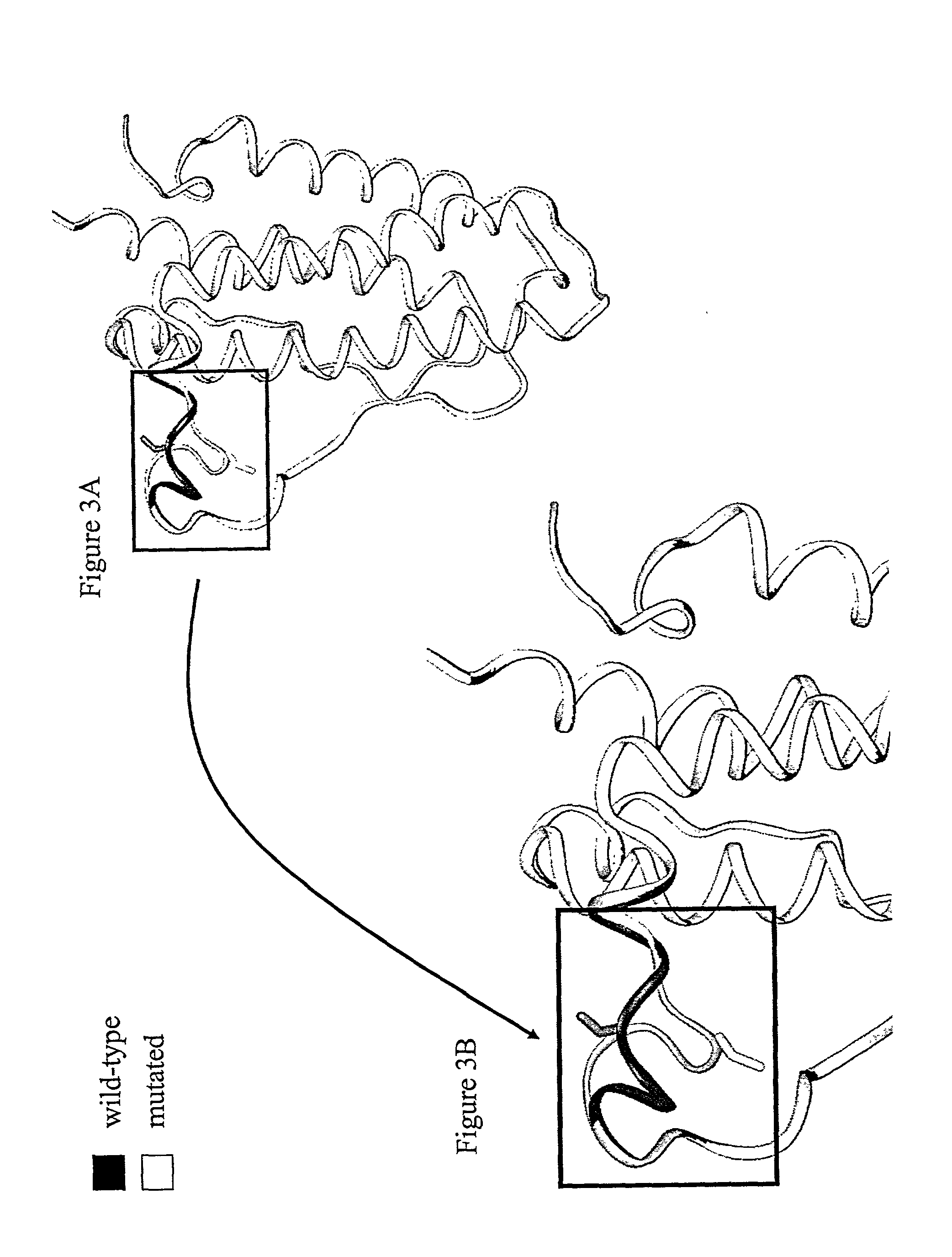 Polynucleotides and polypeptides of the erythropoietin gene