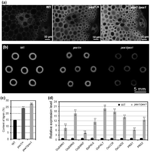 Application of paddy OsPEX1 gene in regulating lignin metabolism