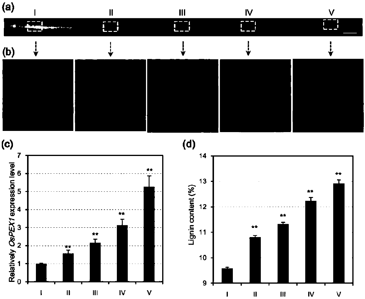 Application of paddy OsPEX1 gene in regulating lignin metabolism