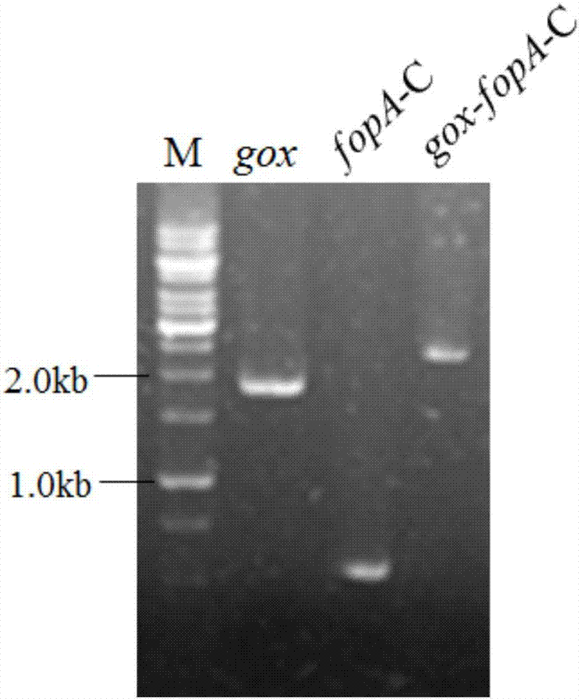 Glucose oxidase-expressing fructooligosaccharide-synthesizing engineered strain, and its construction method and application