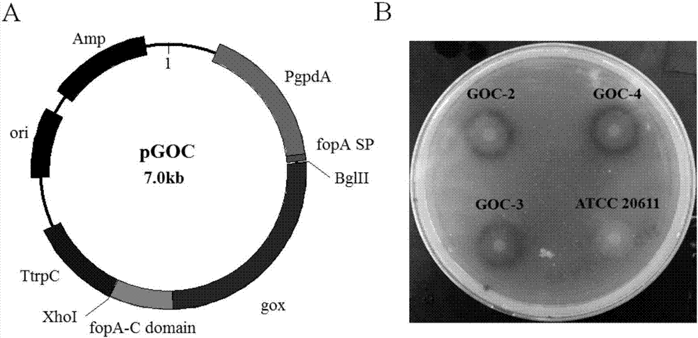 Glucose oxidase-expressing fructooligosaccharide-synthesizing engineered strain, and its construction method and application