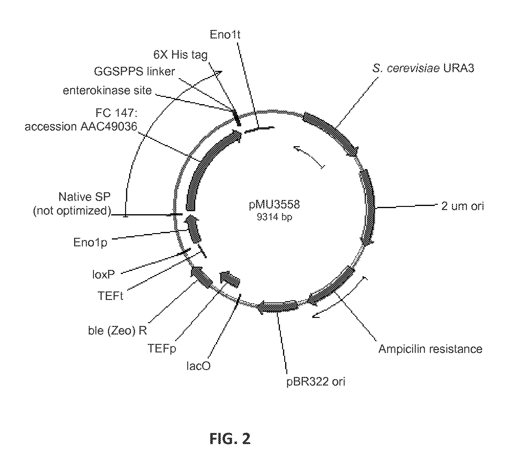 Expression of beta-glucosidases for hydrolysis of lignocellulose and associated oligomers