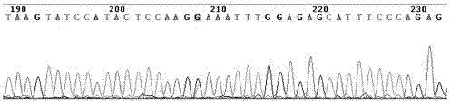 Cervical cancer susceptibility gene typing detection kit and application thereof