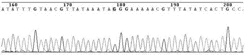 Cervical cancer susceptibility gene typing detection kit and application thereof