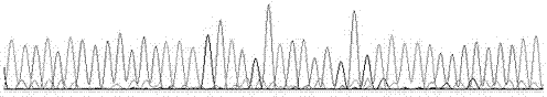 Cervical cancer susceptibility gene typing detection kit and application thereof