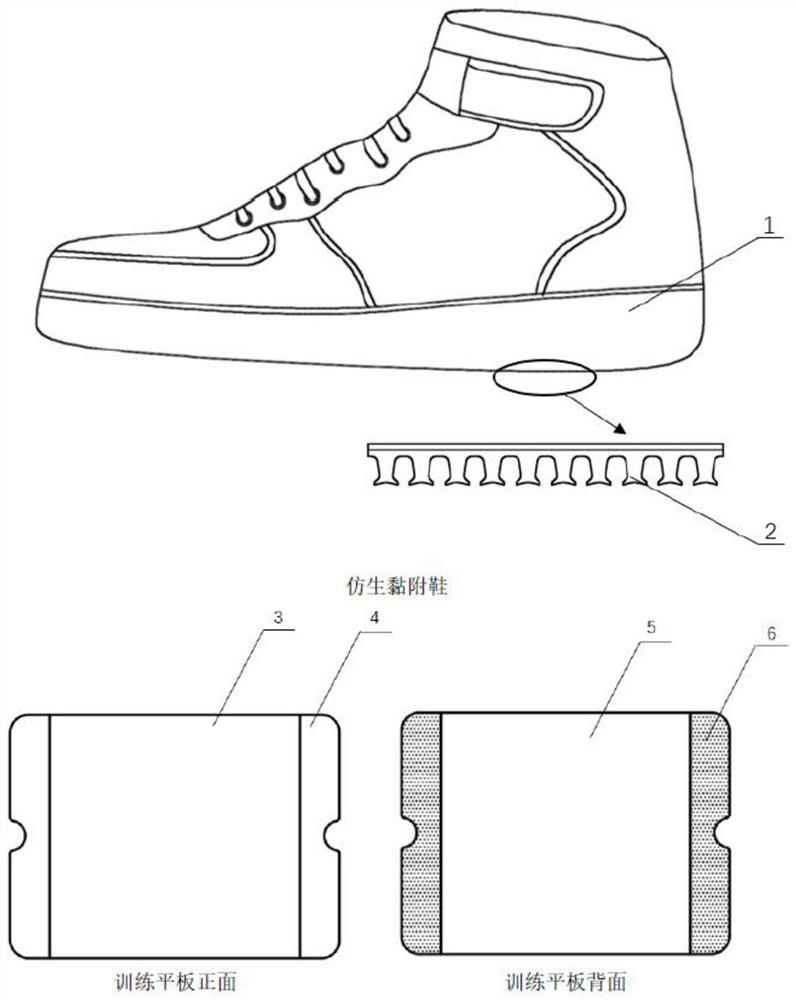 Bionic adhesive material-based limb bone muscle exercise device in microgravity environment