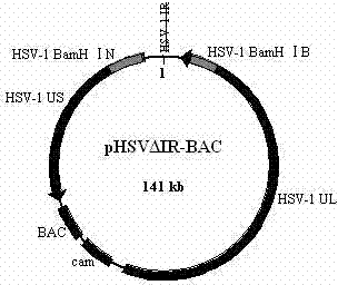 Herpes simplex virus type 1 carrier system, and preparation method and application thereof