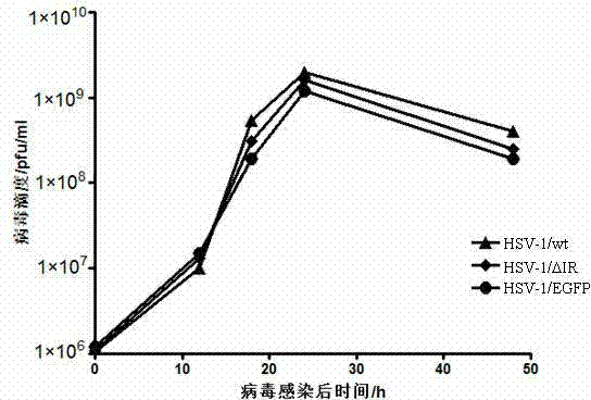 Herpes simplex virus type 1 carrier system, and preparation method and application thereof