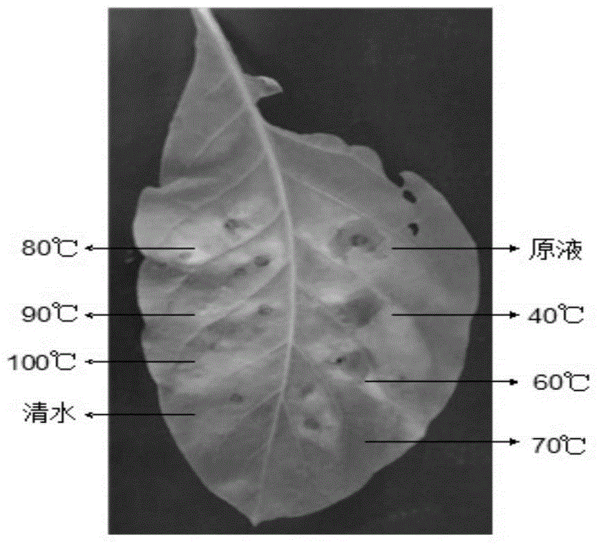 Penicillium protein elicitor EPTP and application thereof in improving plant disease resistance