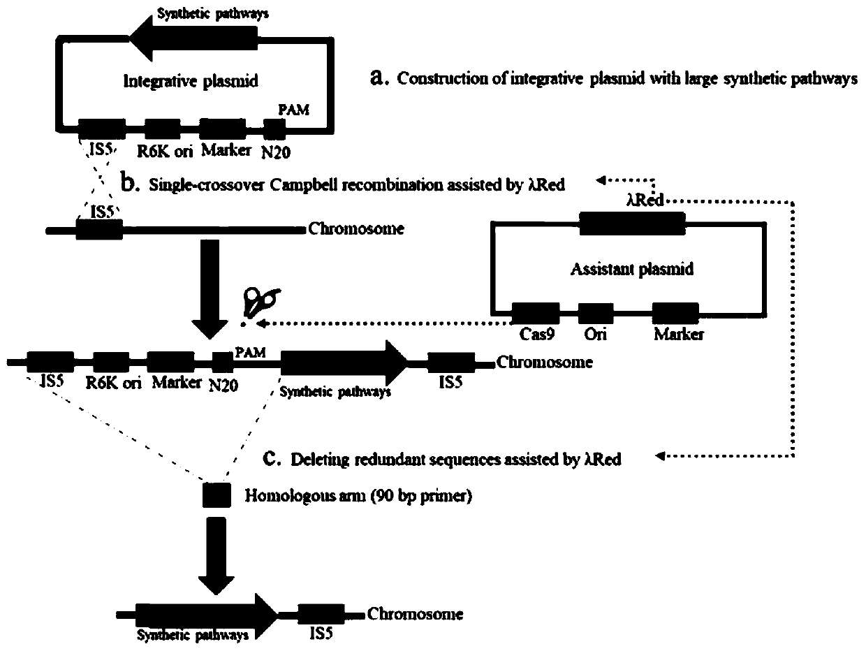 Genome integration method and application