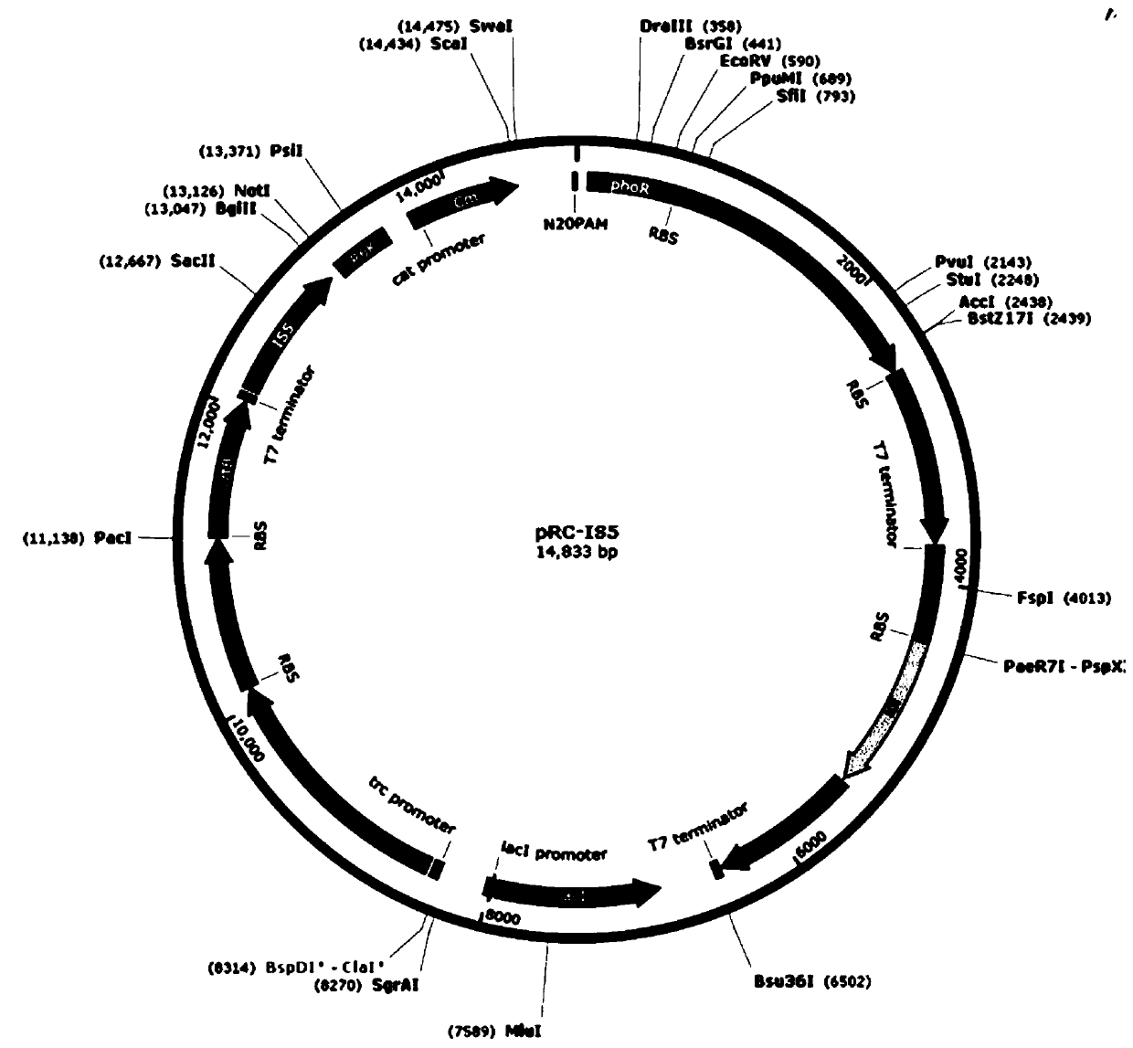 Genome integration method and application