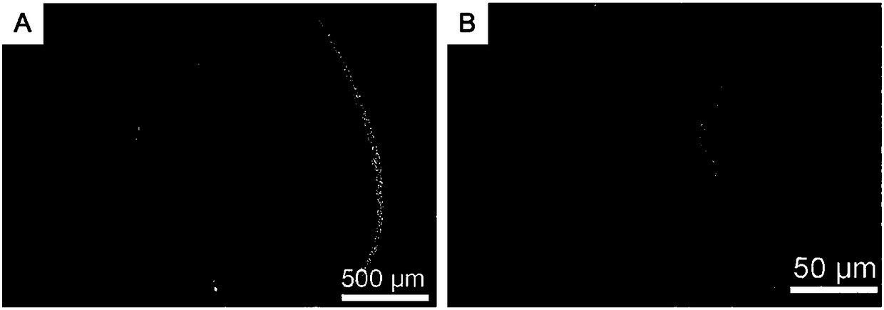 Preparation method of composite small-caliber artificial blood vessel, and product thereof