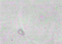 Detection method of compound Houttuynia cordata syrup drug