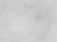 Detection method of compound Houttuynia cordata syrup drug