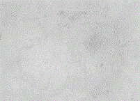 Detection method of compound Houttuynia cordata syrup drug