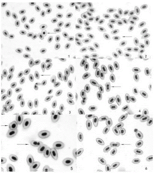 Channa argus cantor breeding method