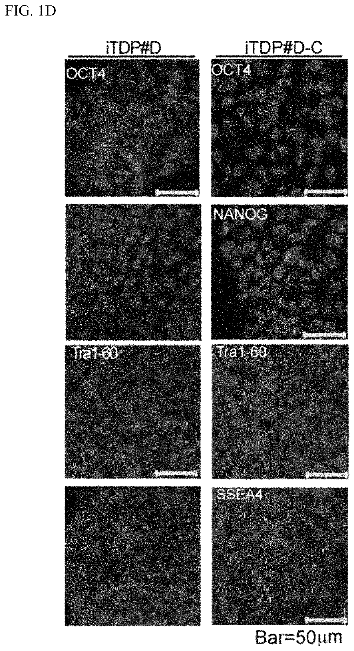 Nuclear paraspeckle assembly transcript 1 as therapeutic targeting in neurodegeneration