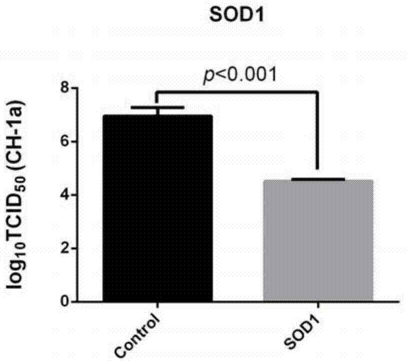 Application of porcine SOD1 gene in PRRS (Porcine Reproductive and Respiratory Syndrome) virus resistance