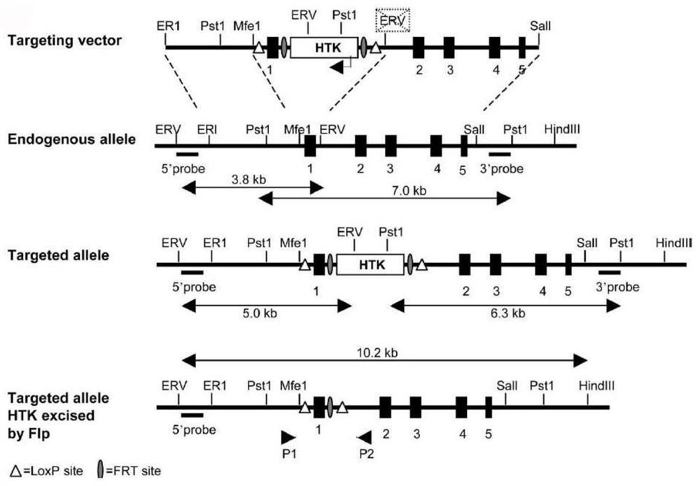 Application of P110 alpha in preparation of reagent for regulating and controlling animal energy metabolism